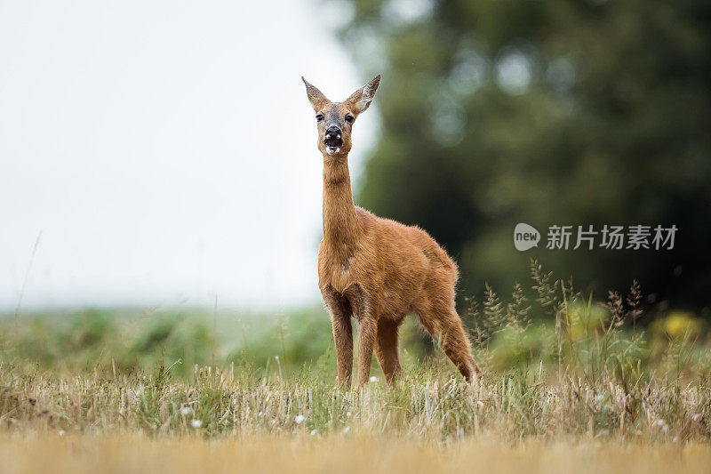 鹿(学名:Capreolus Capreolus)